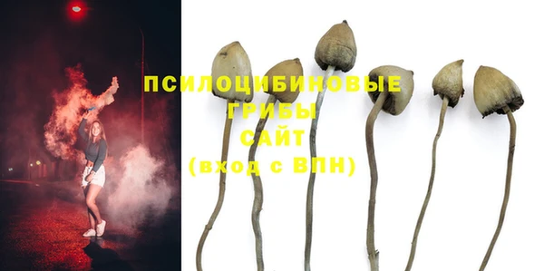 шишки Верея